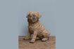 Miniatura Figura perro resina marrón Pug 1