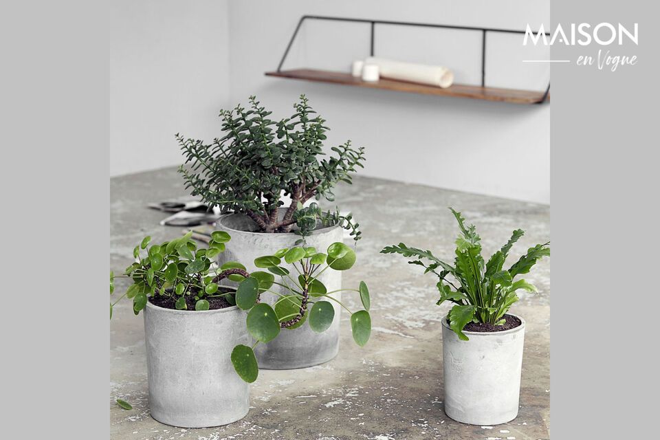 Elegancia minimalista para sus plantas, en cemento gris claro.